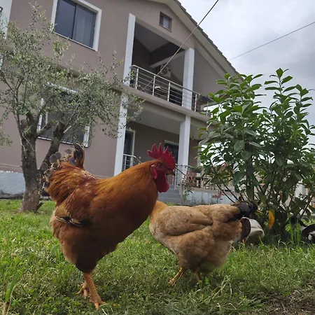 Nocleg ze śniadaniem Ballkan Grilë